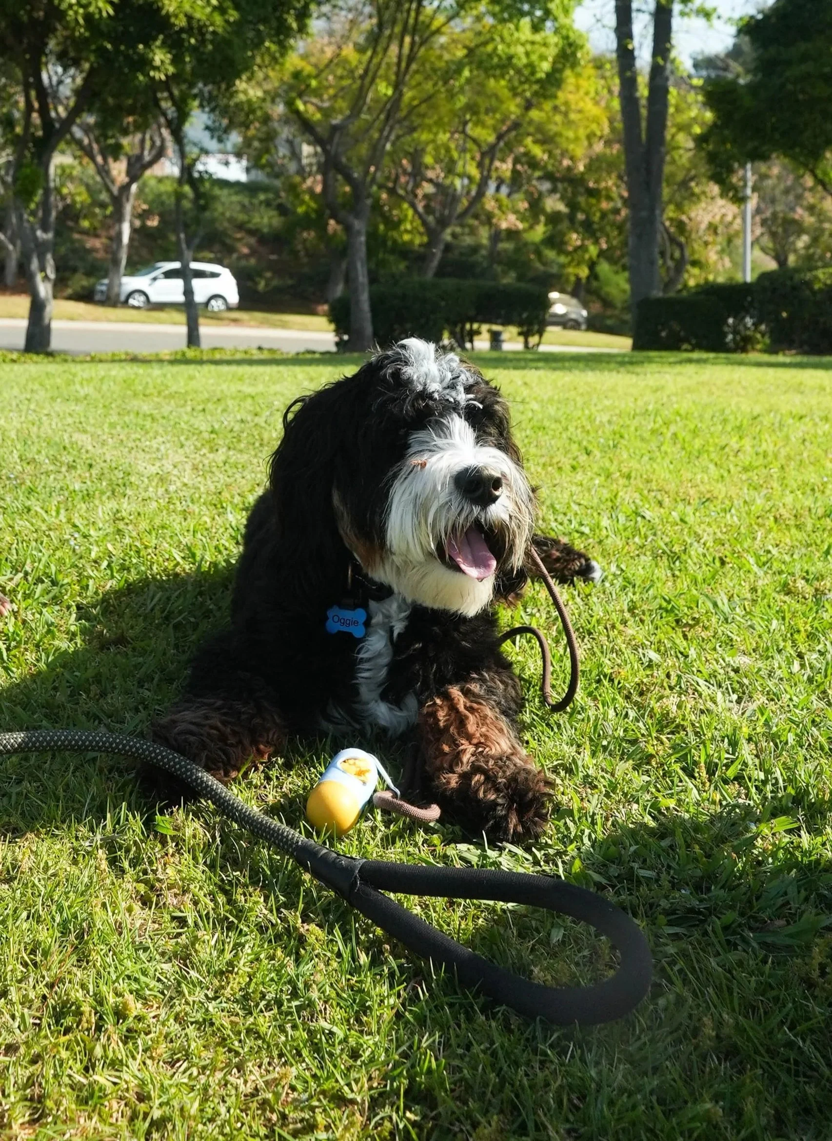 A happy black and white Bernedoodle puppy lying on green grass in a park with trees and cars in the background.