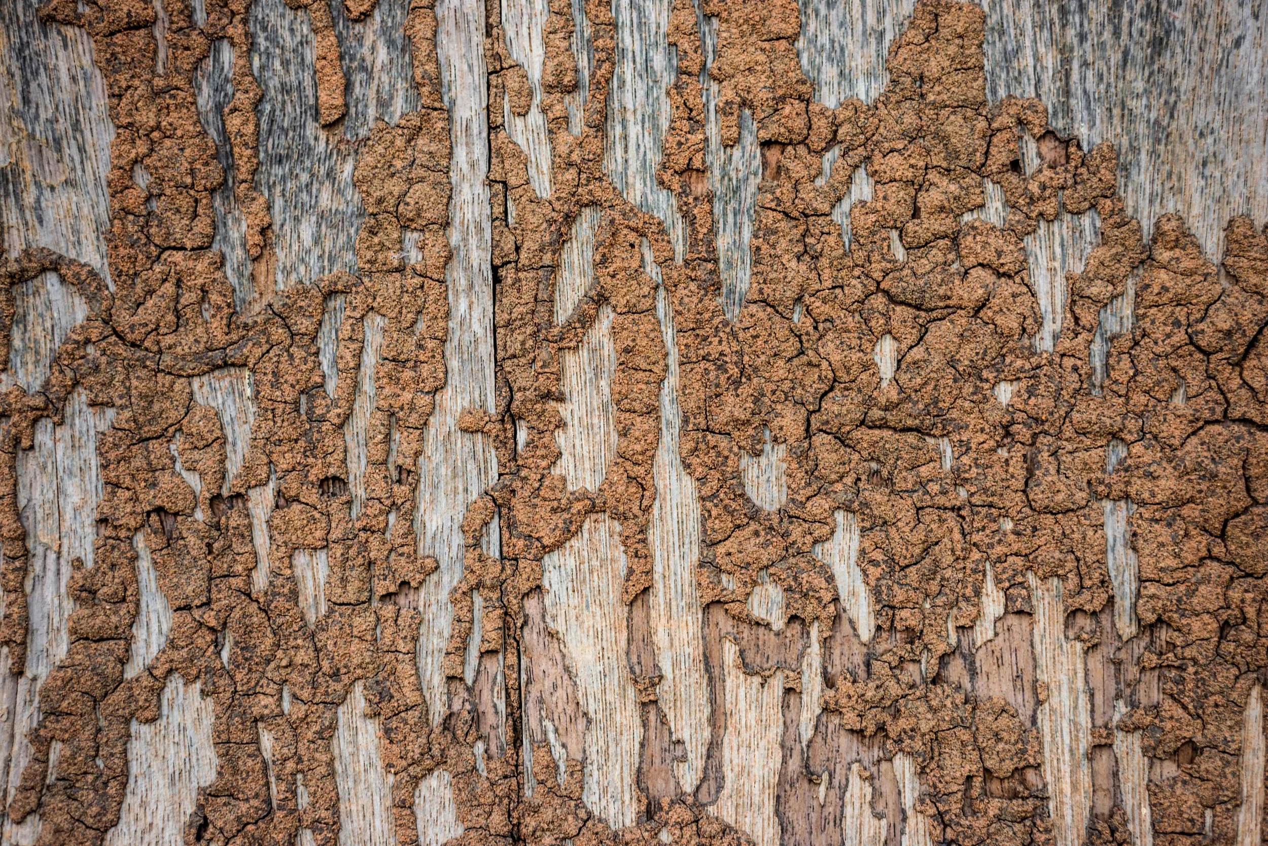 Termite trails on wood.