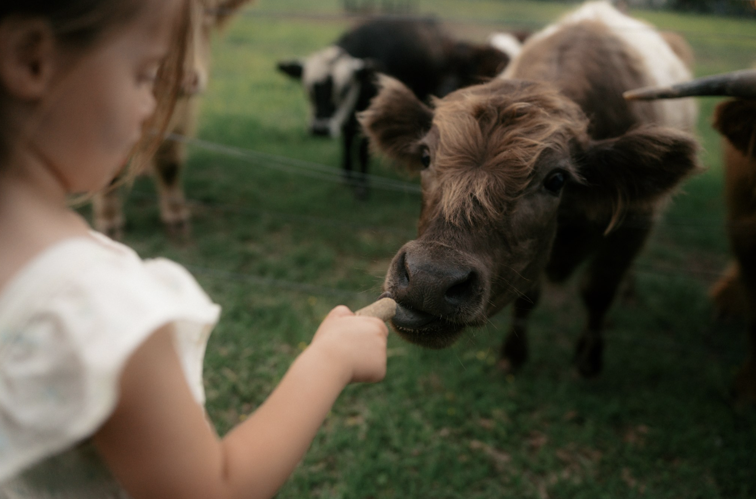 A young girl feeding a cow from her hand on a grassy field with other cows in the background.