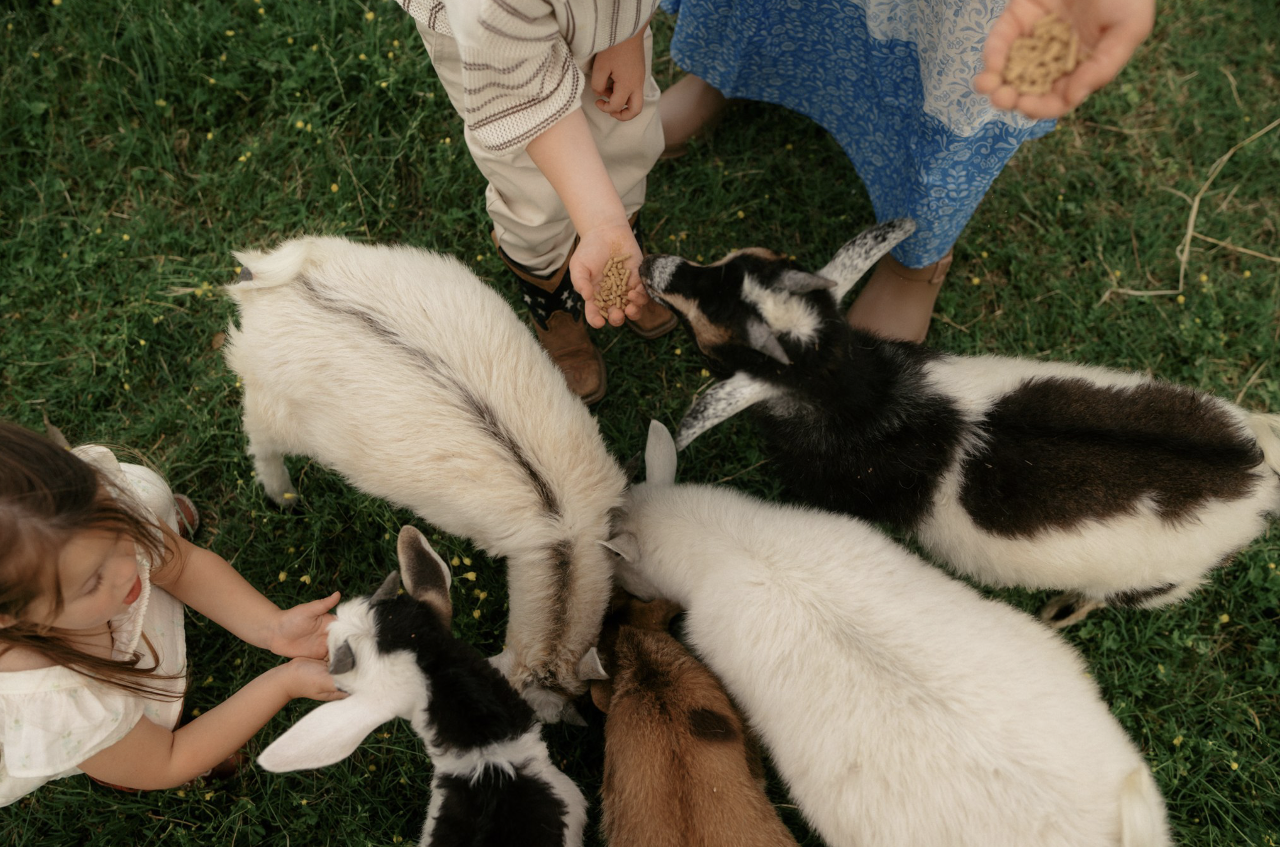 Children feeding a large group of puppies on green grass.