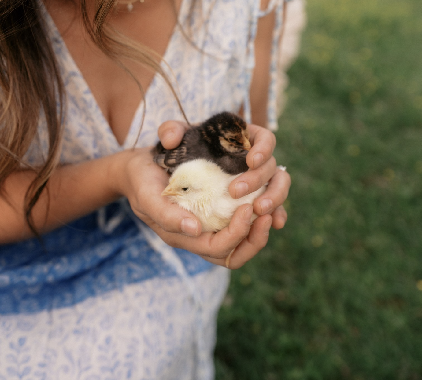 A person holding three tiny chicks, one yellow and two black with brown markings, outdoors on green grass.