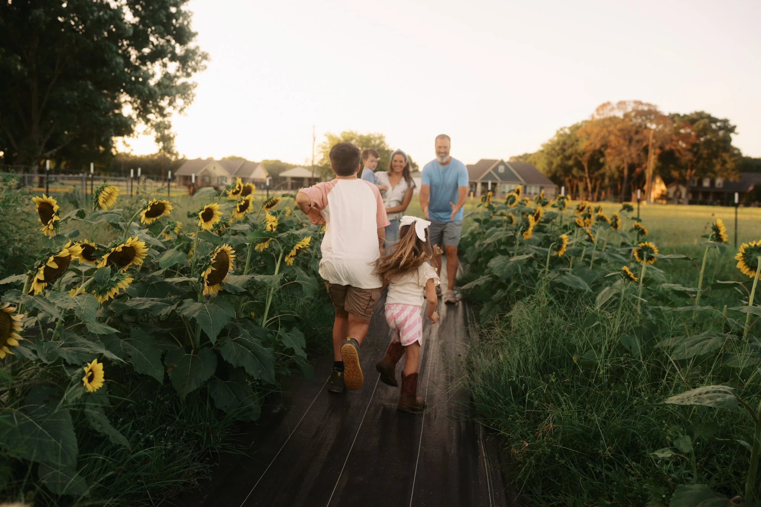 A family of five walking through a sunflower field during sunset, with houses and trees in the background.