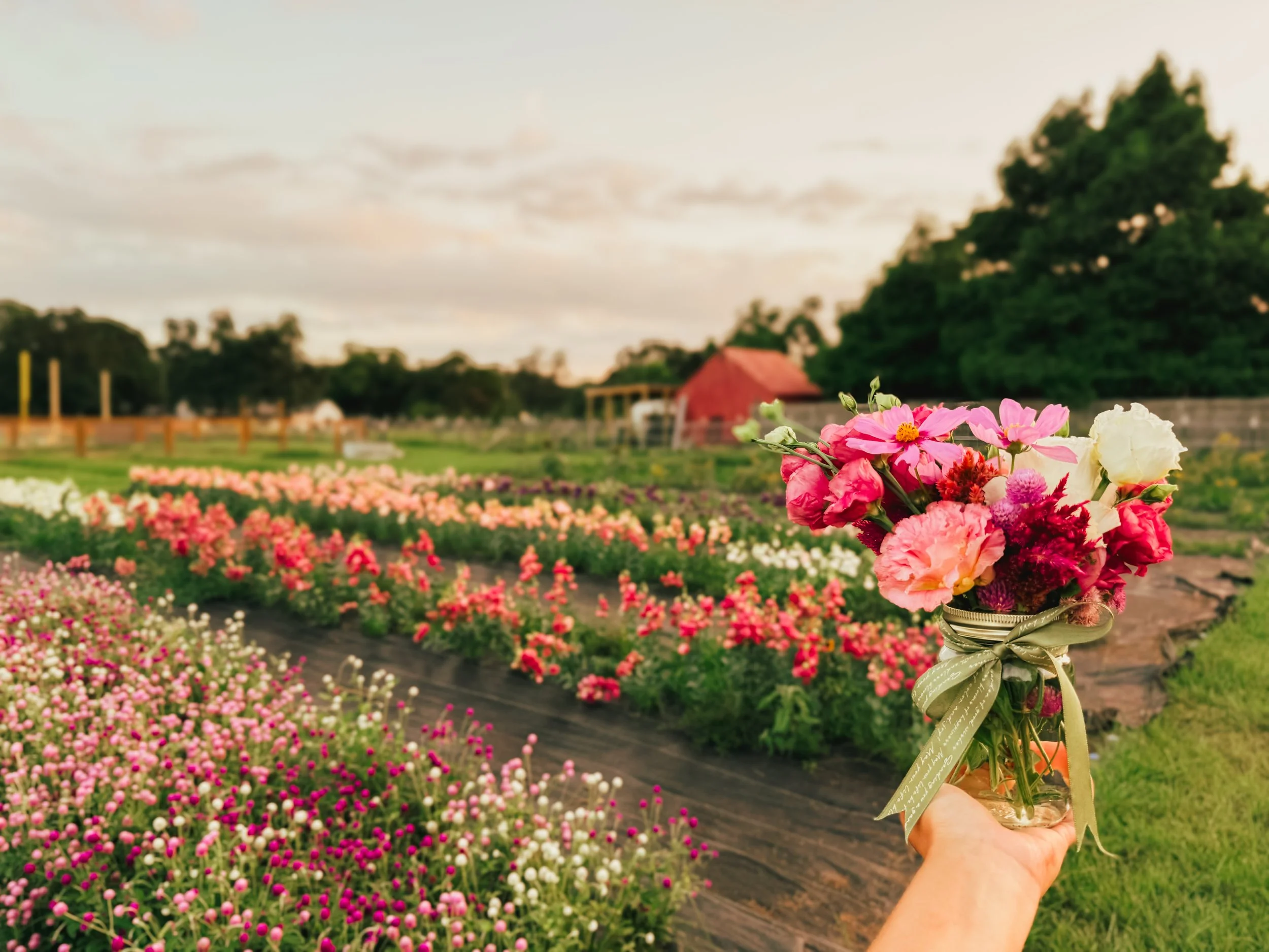 Person holding a small bouquet of pink and white flowers in a glass jar in a garden filled with colorful flowers, with a farm building and trees in the background during sunset.