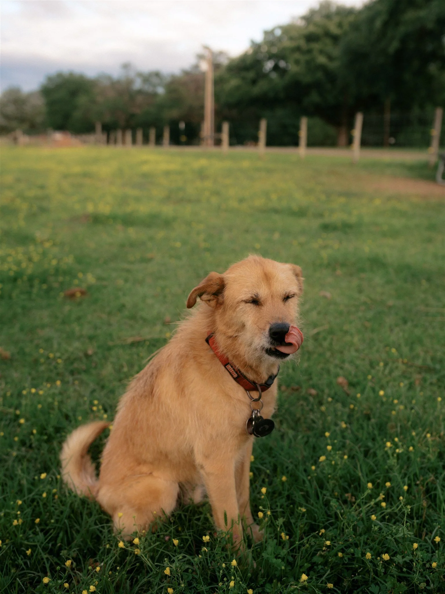 A tan puppy with closed eyes and tongue out sitting on a grassy field with small yellow flowers, trees, and a wooden fence in the background.