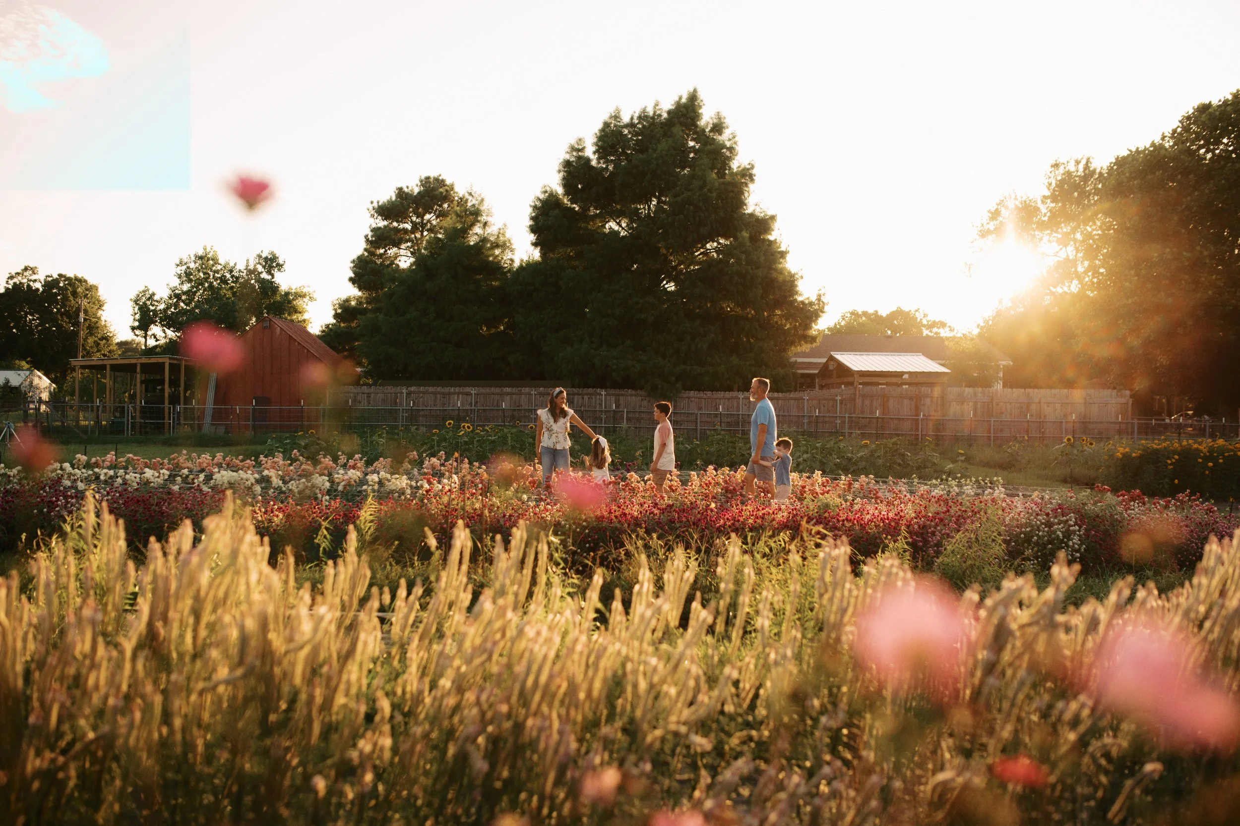 A family walking through a field of pink and white flowers during sunset with tall trees and farm buildings in the background.