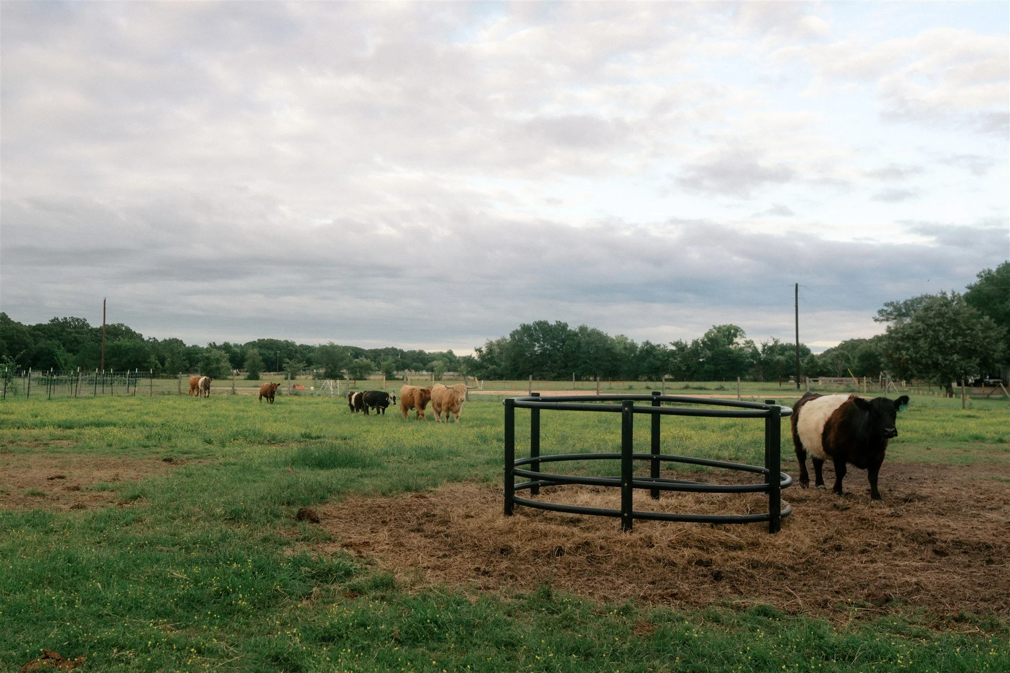 A rural farm landscape with a cloudy sky, multiple cows grazing in a large grassy field, and trees in the background. There is a black metal fence in the foreground, and utility poles are visible in the distance.