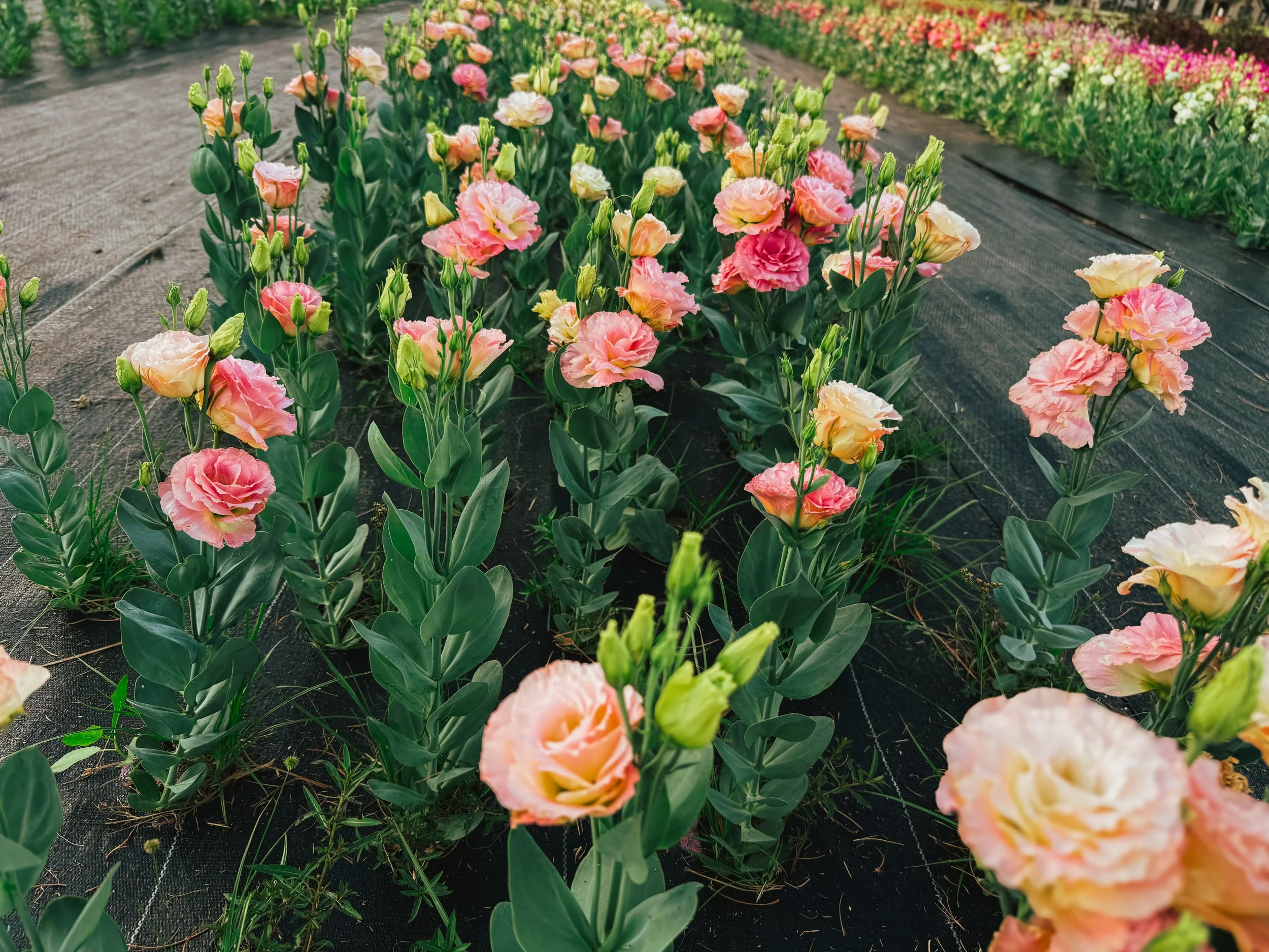 Pink and yellow gladiolus flowers growing in rows on a farm or nursery bed.