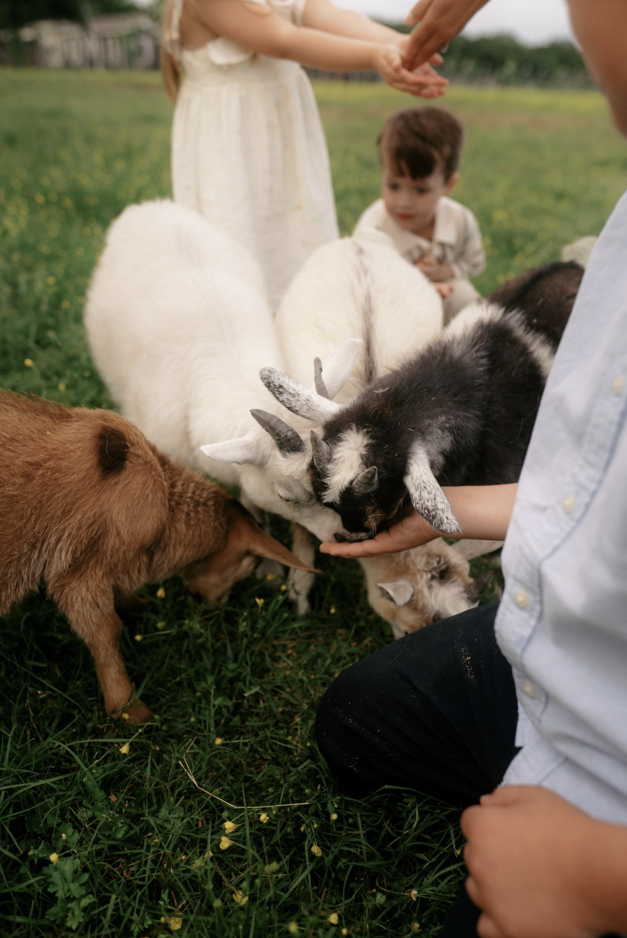 Children and a person feeding goats outdoors on a grassy field.