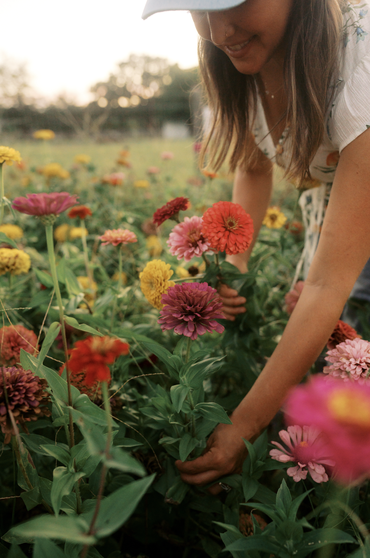 A person in a hat and light-colored shirt planting or tending to colorful zinnia flowers in a garden during sunset.