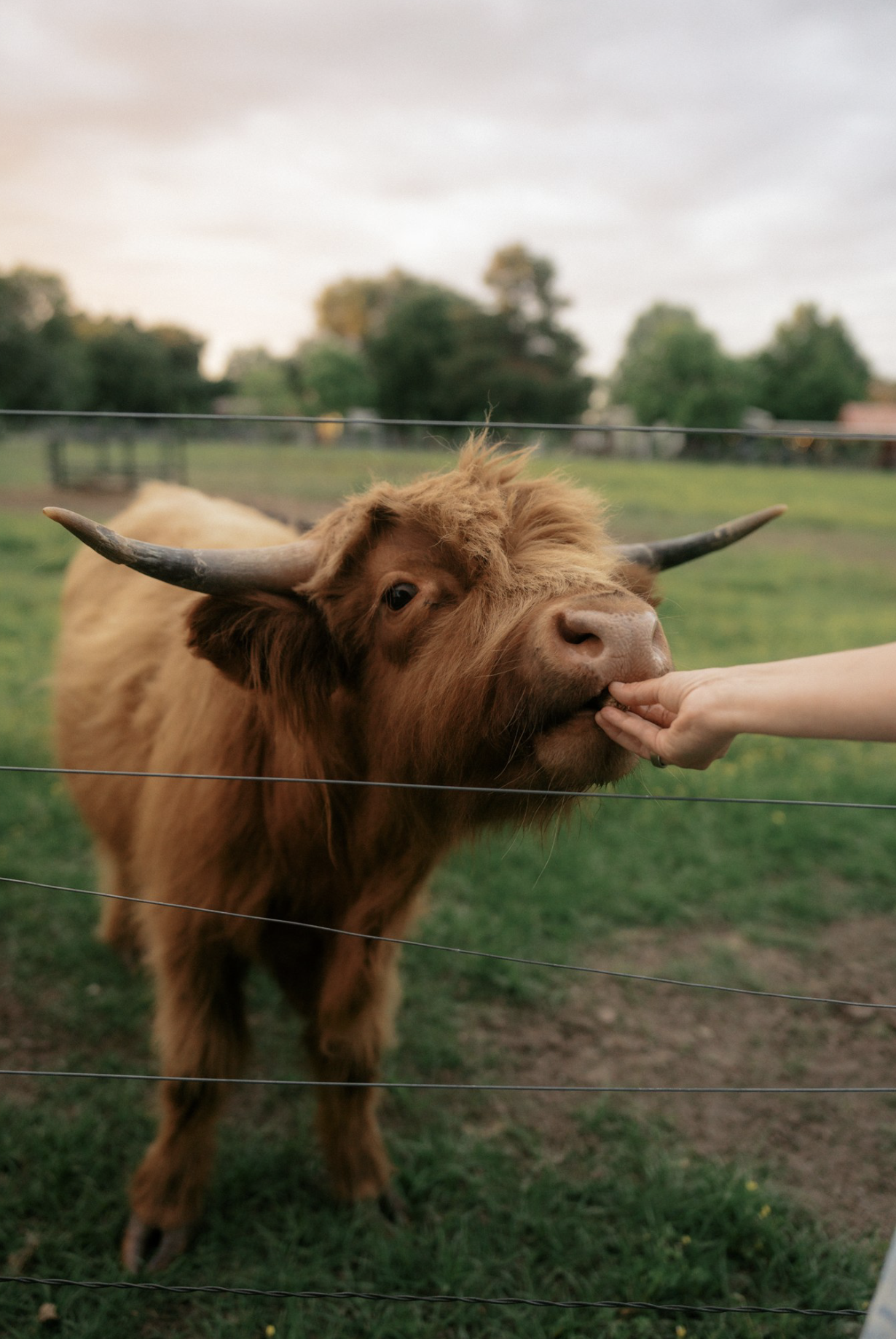 A brown Highland cow with long horns being fed by a person through a fence in a grassy field during sunset.