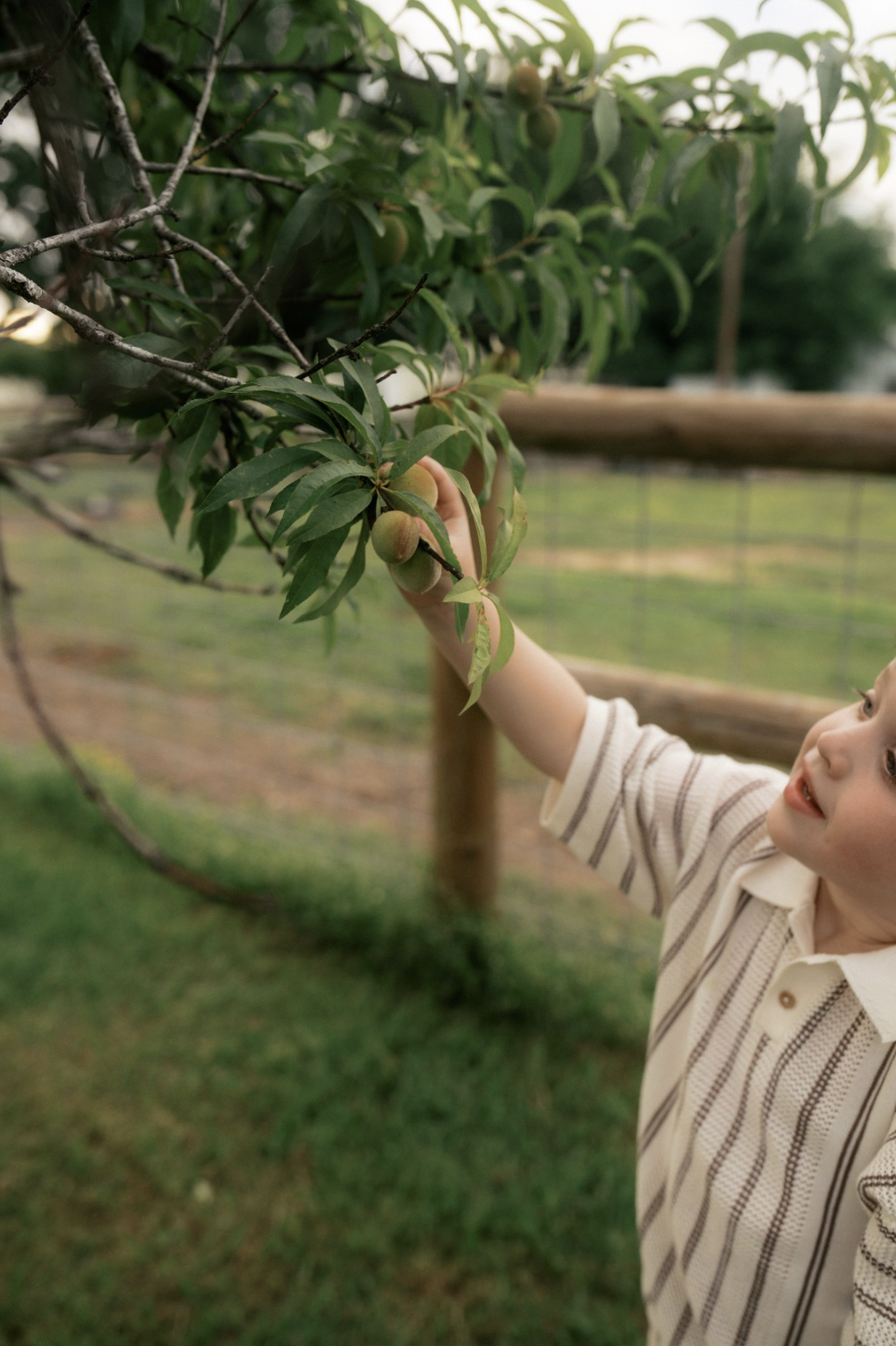 A child reaching up to pick peaches from a tree in a backyard or orchard, with a wooden fence in the background and green grass on the ground.