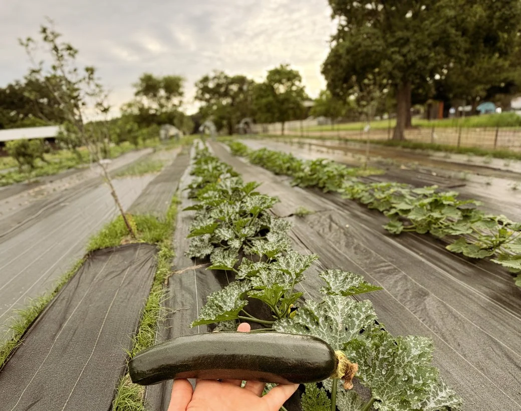 A hand holding a zucchini in a garden with rows of leafy plants, some with white powdery spots, and trees in the background.