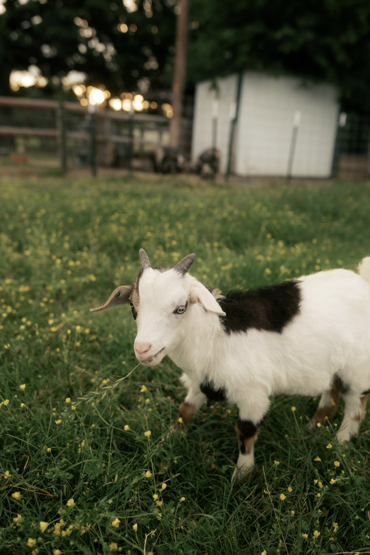 A small goat with white fur and black patches on its body standing in a grassy field with yellow flowers. In the background, there is a fenced area with a shed and trees, with sunlight filtering through.