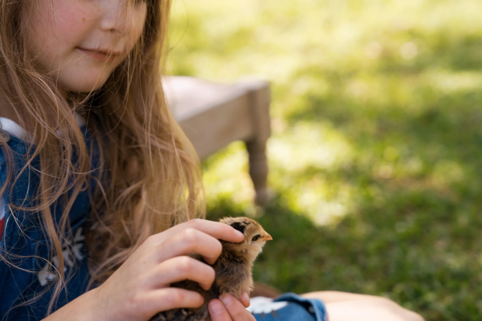 A young girl with long red hair and a blue shirt gently holding a small chick outdoors on a sunny day.