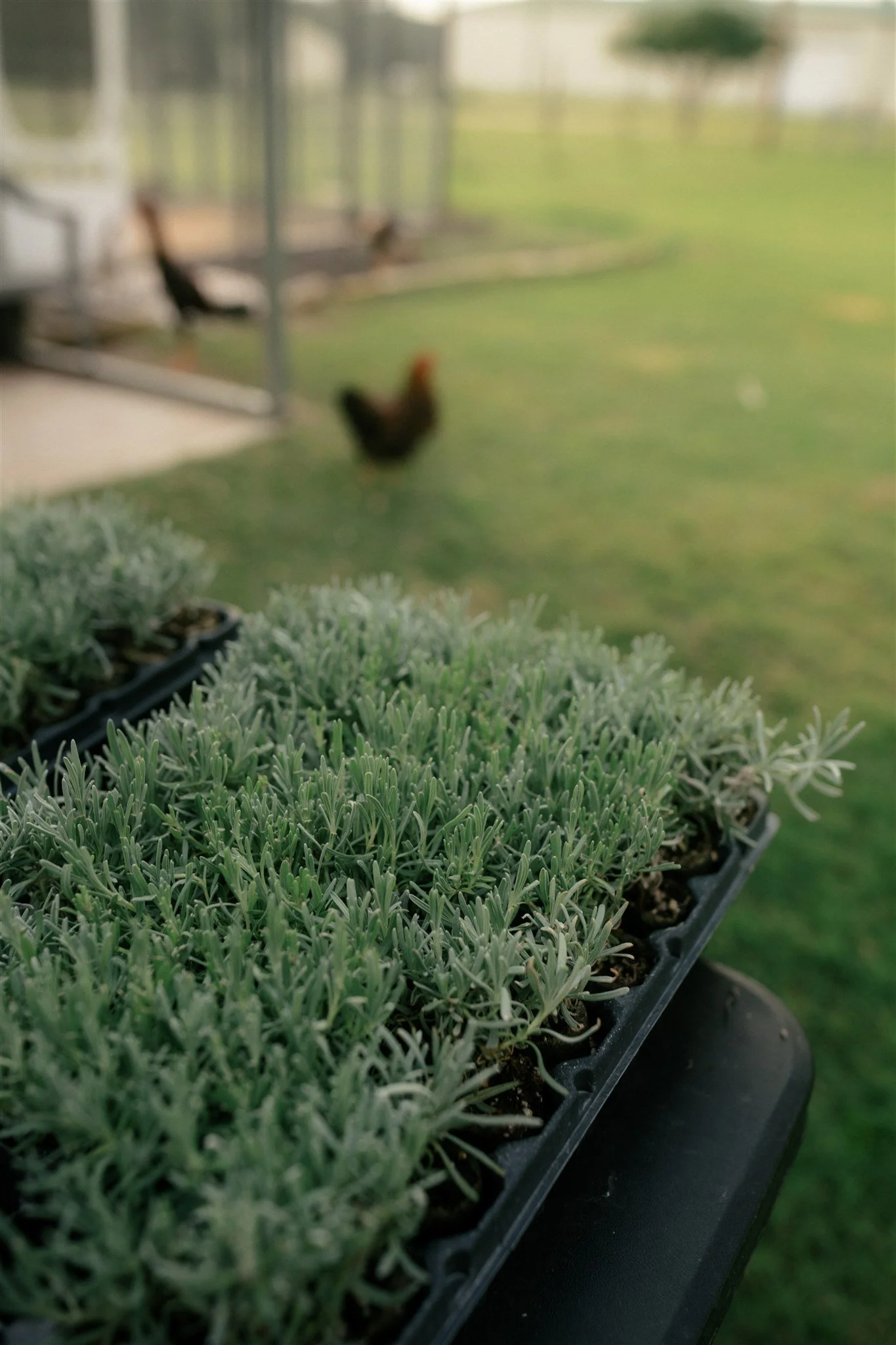 Close-up of potted green succulent plants in a black tray, with a blurred background showing an outdoor setting.