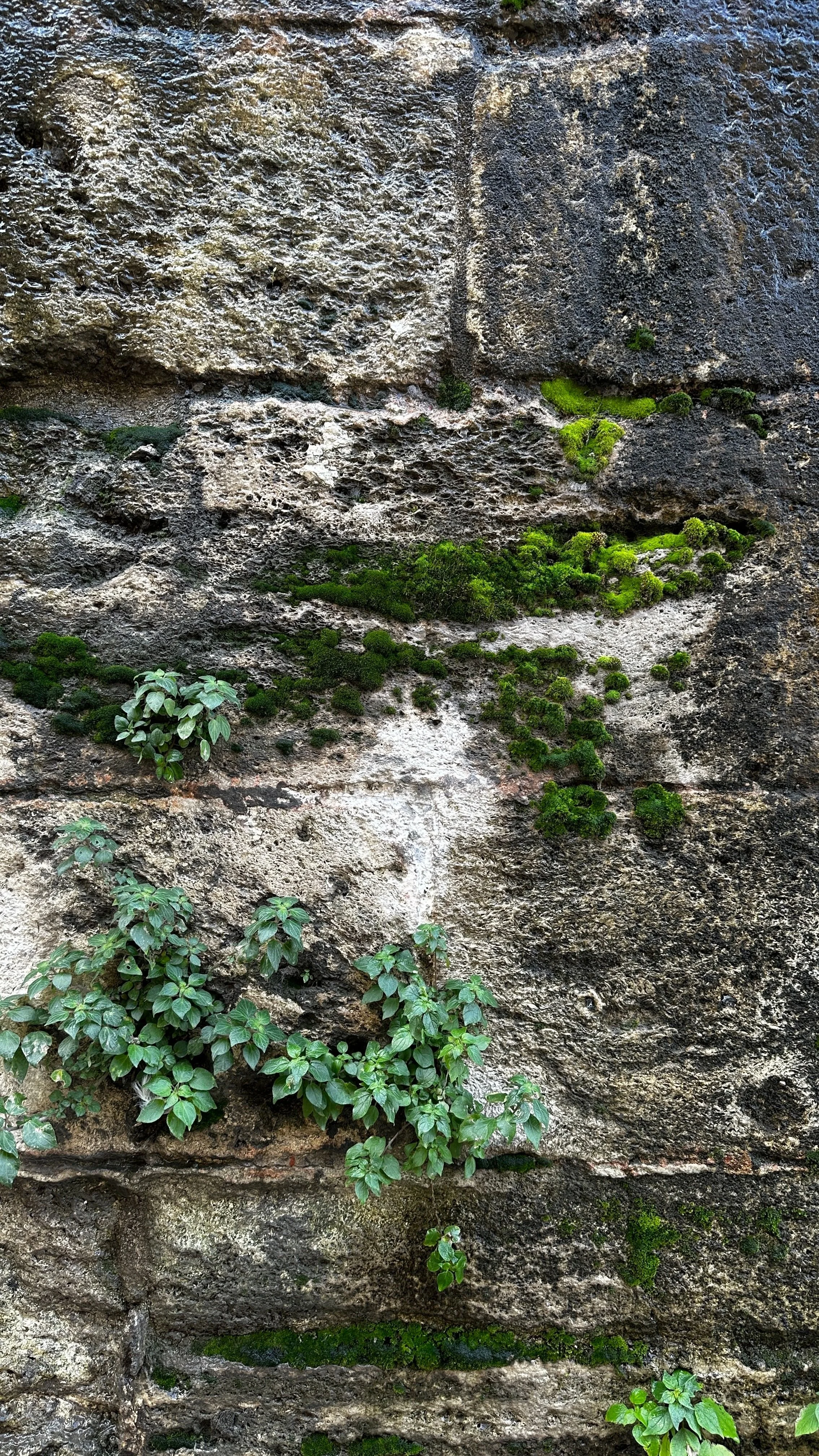 Close-up of a weathered brick wall with patches of green moss and small plants growing between the bricks.
