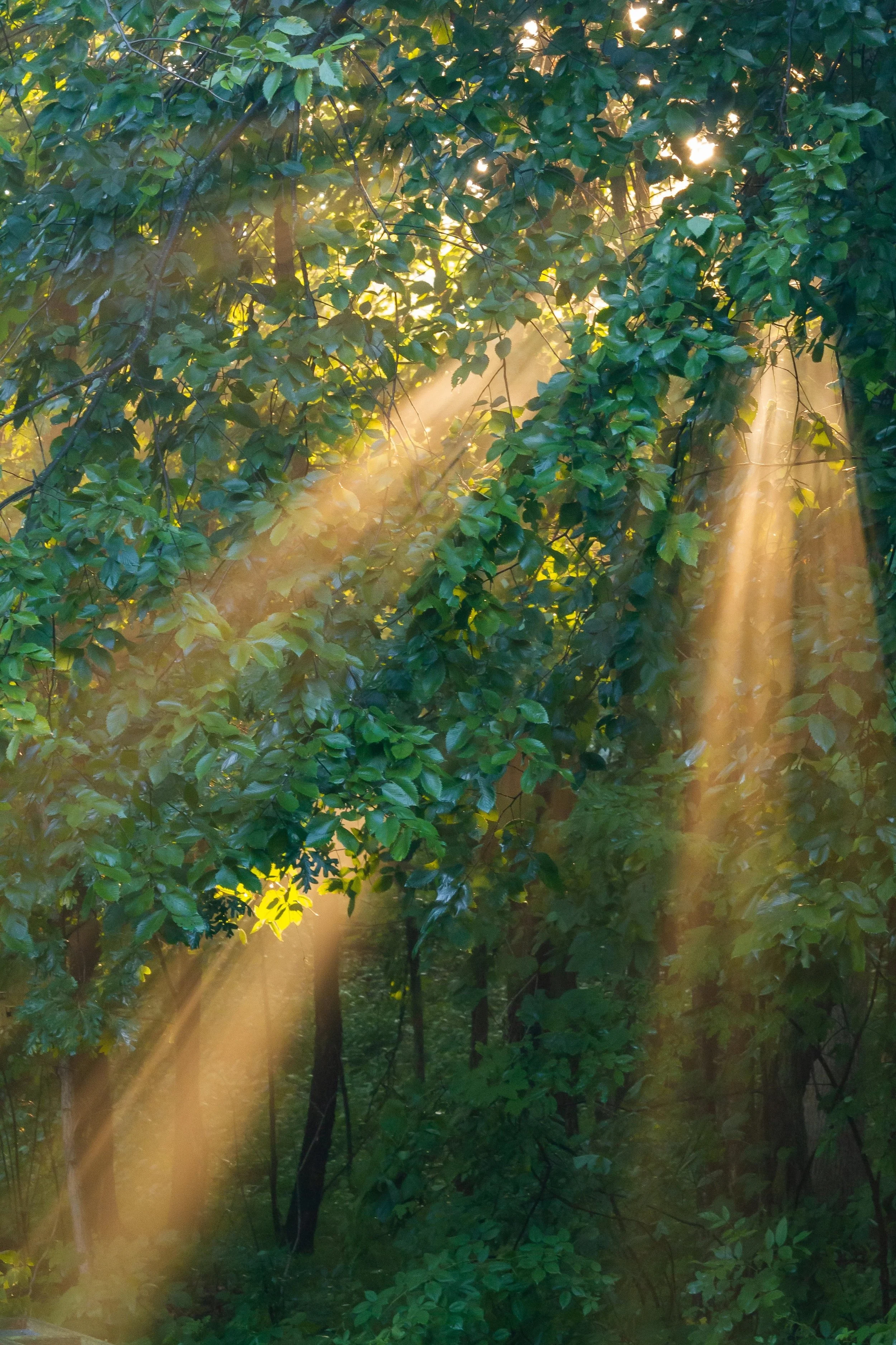 Sunlight filtering through dense green leaves in a forest or garden setting.