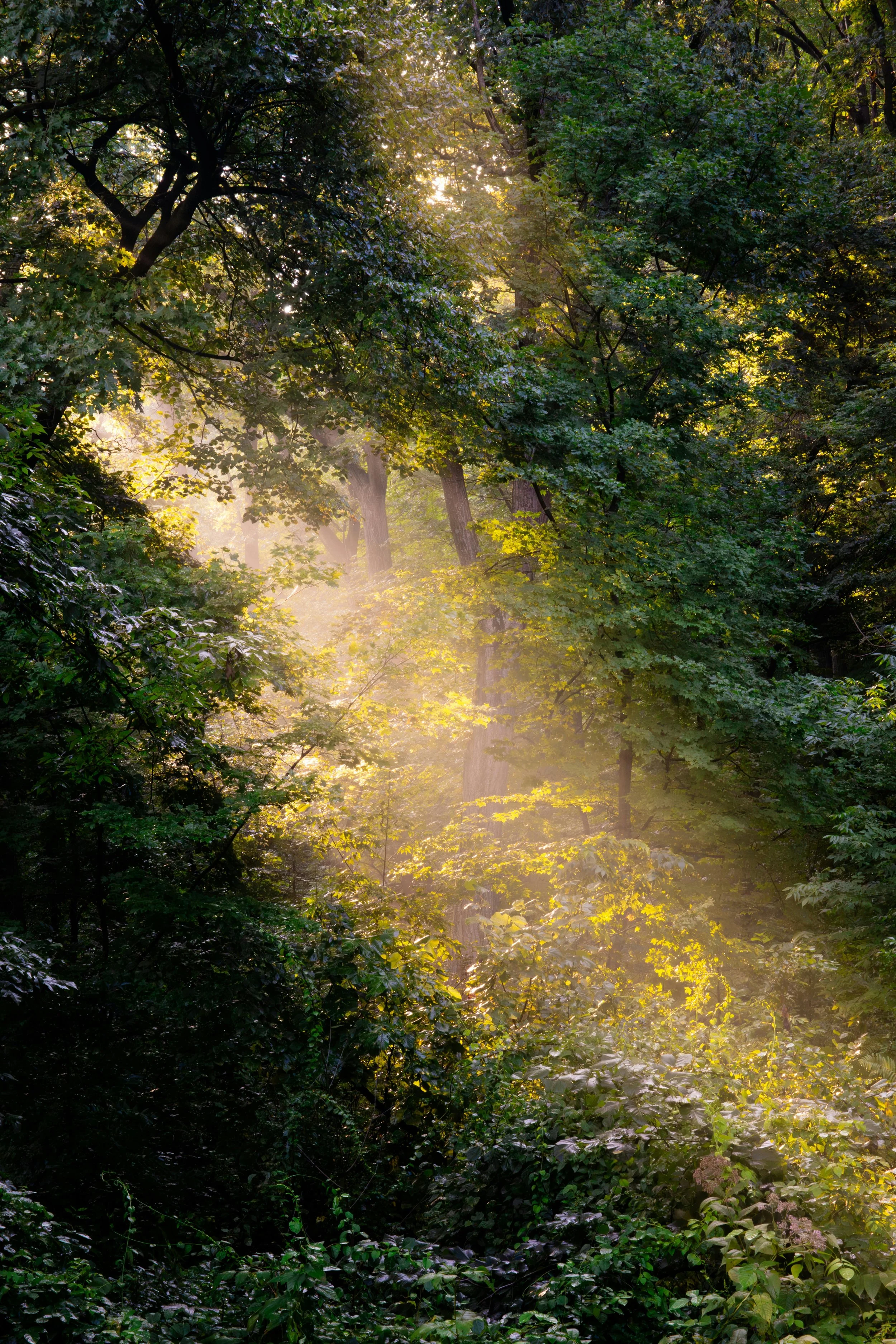 Sunlight filtering through a dense forest with tall trees and abundant green foliage.