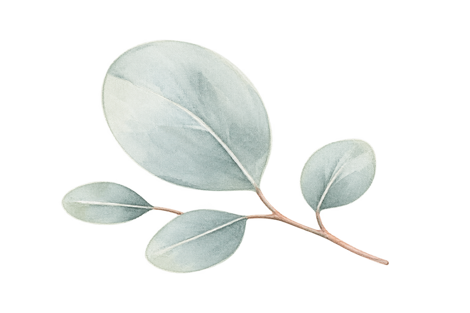 A sprig with five light green-grey oval leaves with prominent veins on a light background.