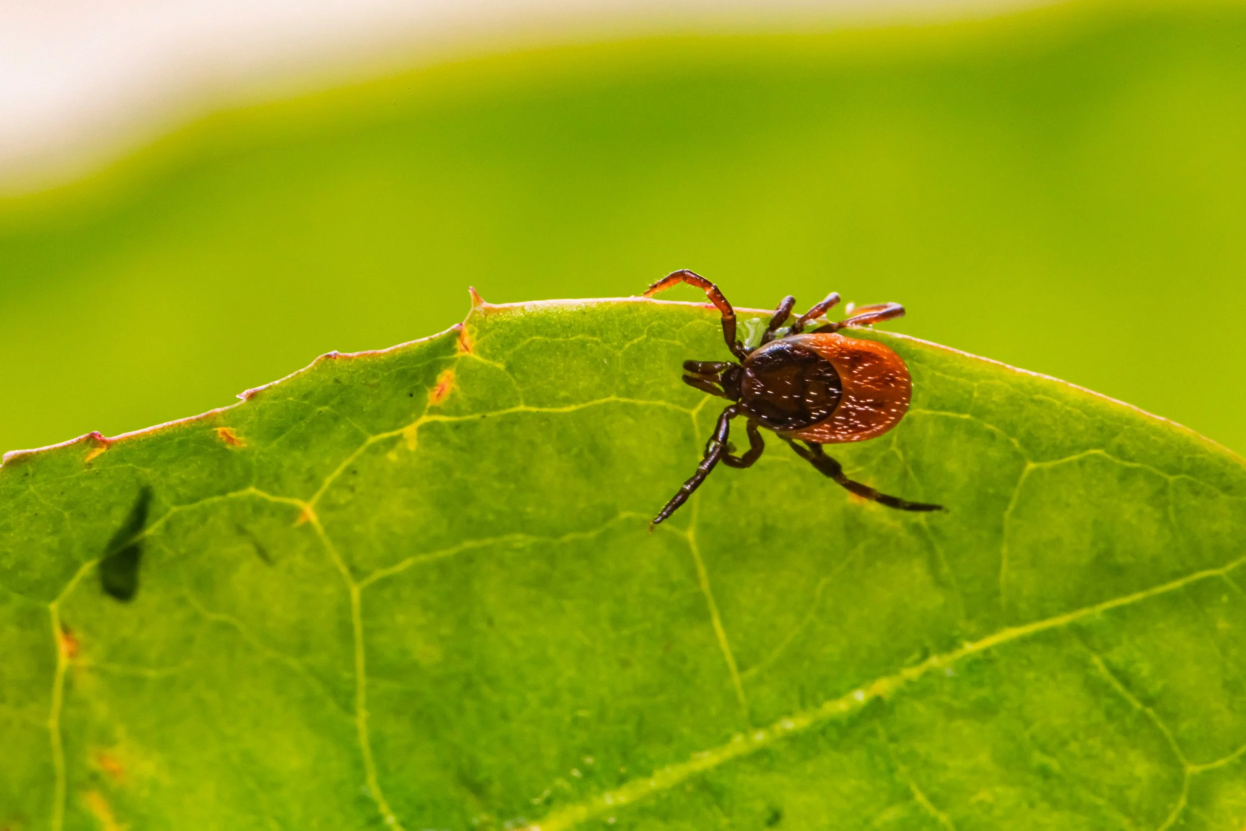 Uptick in ticks…