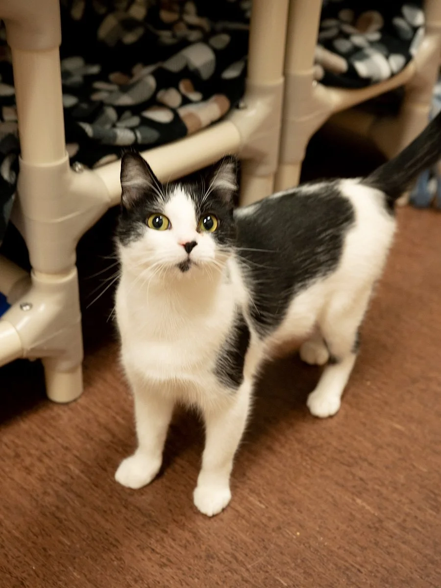 In Door County’s tight housing market, pets can make finding a home even harder