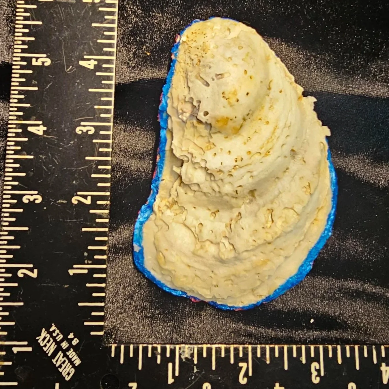 shell-yeah-two-shells-oyster-pink-and-blue-back-2.jpg