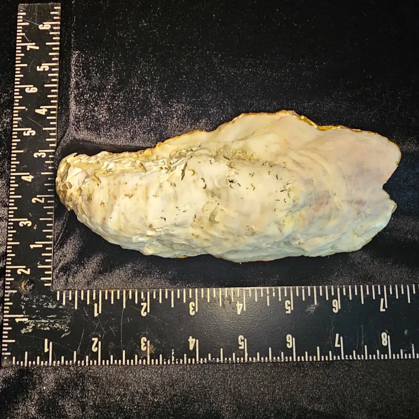 shell-yeah-Dolphin-pink-back.jpg