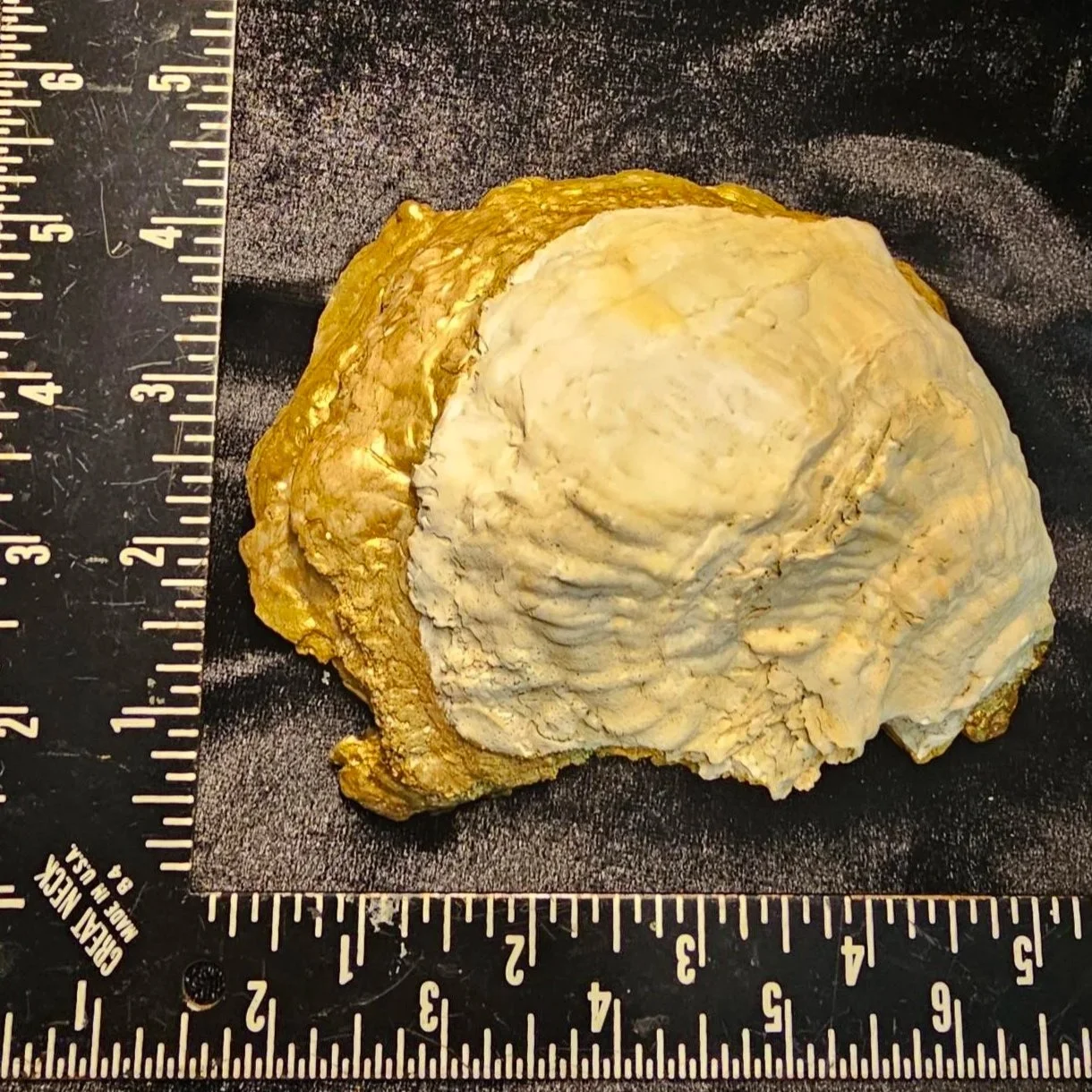 shell-yeah-blue-turtle-back.jpg