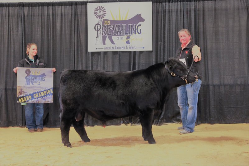 Proving Success of Aberdeen Cattle