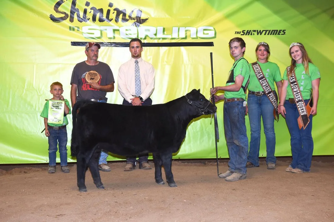 Proving Success of Aberdeen Cattle