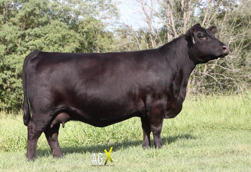 Recent Calves Sales