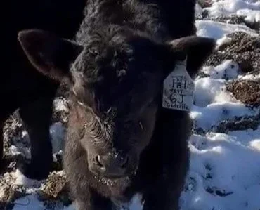 Recent Calves Sales