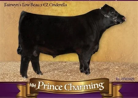 American Aberdeen Bull