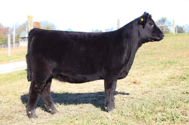 Proving Success of Aberdeen Cattle