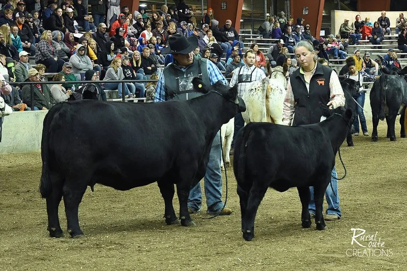 Proving Success of Aberdeen Cattle