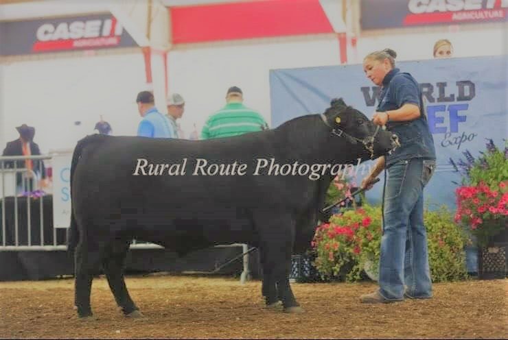 Proving Success of Aberdeen Cattle