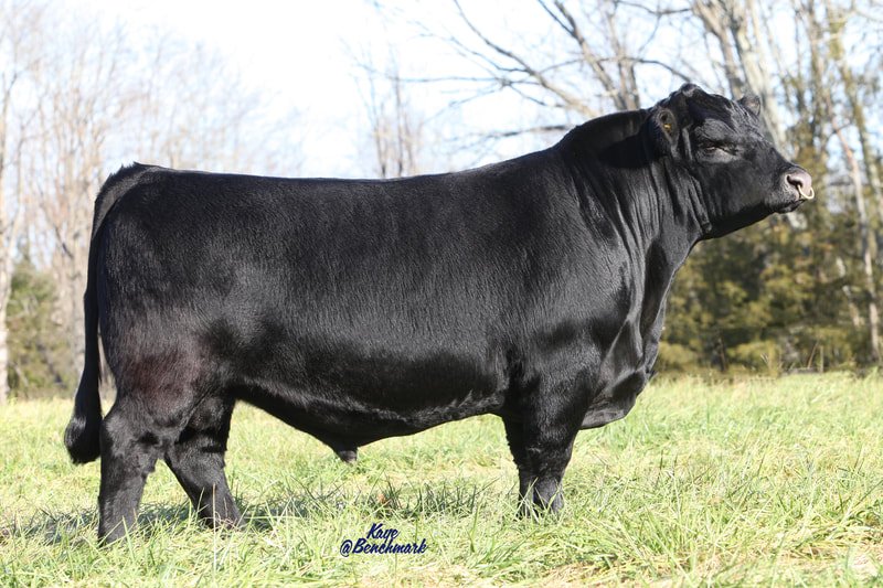 Recent Calves Sales
