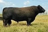 Recent Calves Sales