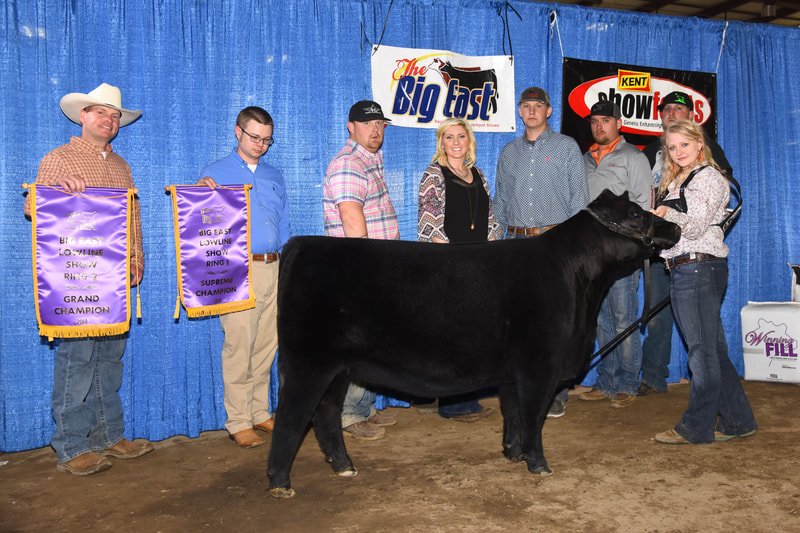 Proving Success of Aberdeen Cattle