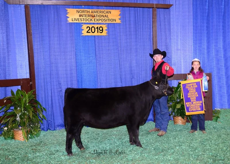 Proving Success of Aberdeen Cattle