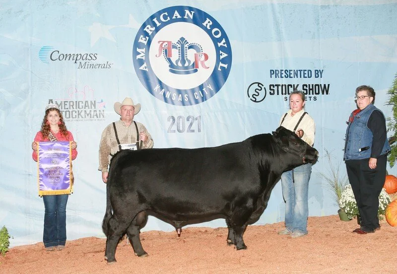 Proving Success of Aberdeen Cattle