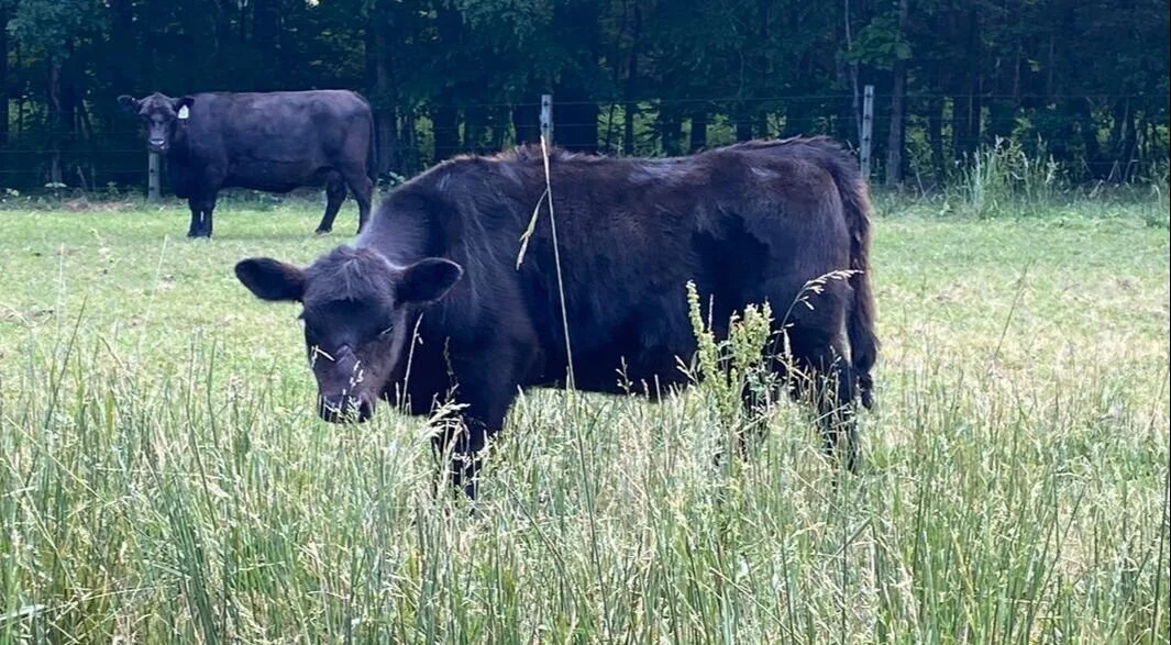 Recent Calves Sales