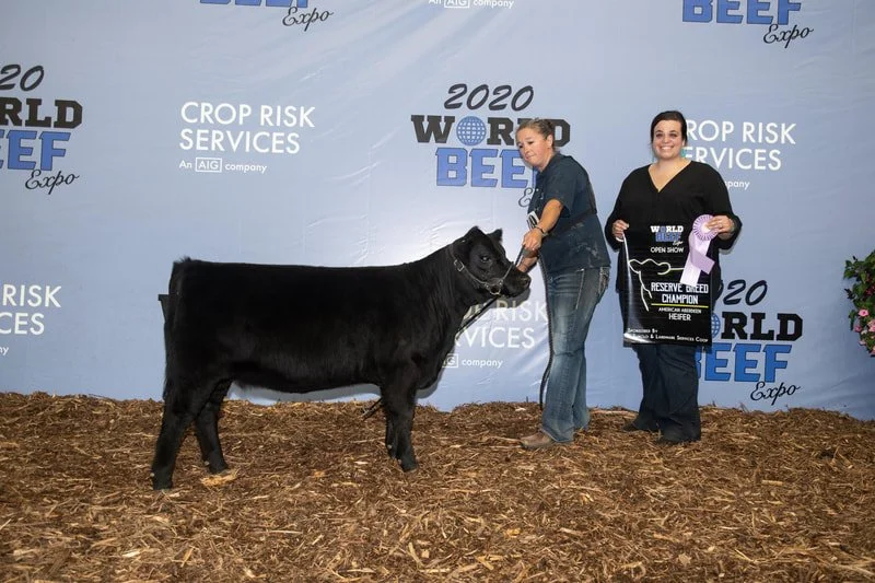 Proving Success of Aberdeen Cattle