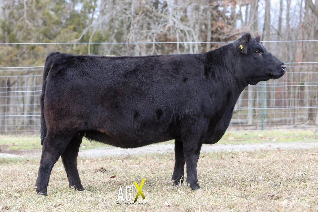 Proving Success of Aberdeen Cattle