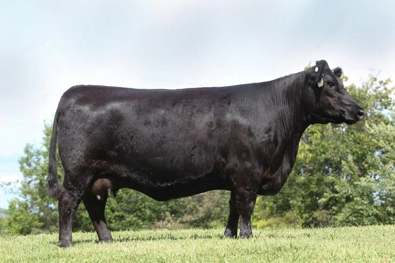 Recent Calves Sales