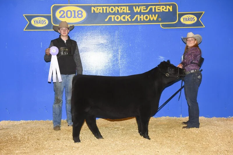 Proving Success of Aberdeen Cattle
