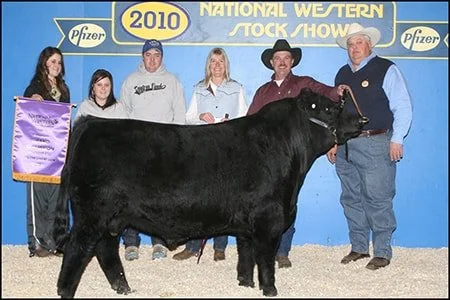 American Aberdeen Bull