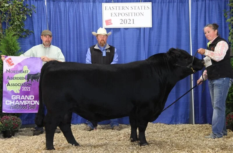 Proving Success of Aberdeen Cattle