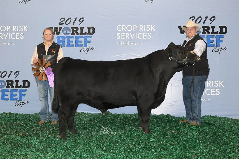 Proving Success of Aberdeen Cattle