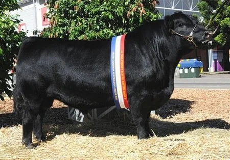 American Aberdeen Bull
